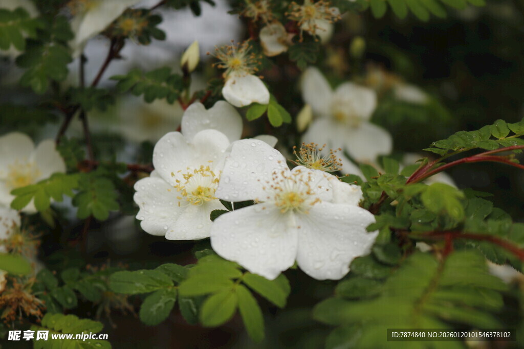 洁白野蔷薇绽放绿叶间