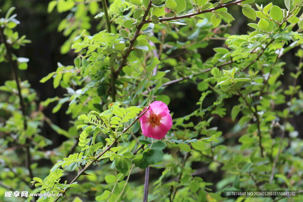 绿叶丛中的娇艳红玫瑰