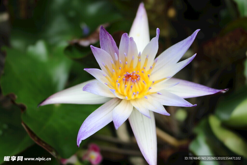 美丽绽放的紫白色睡莲