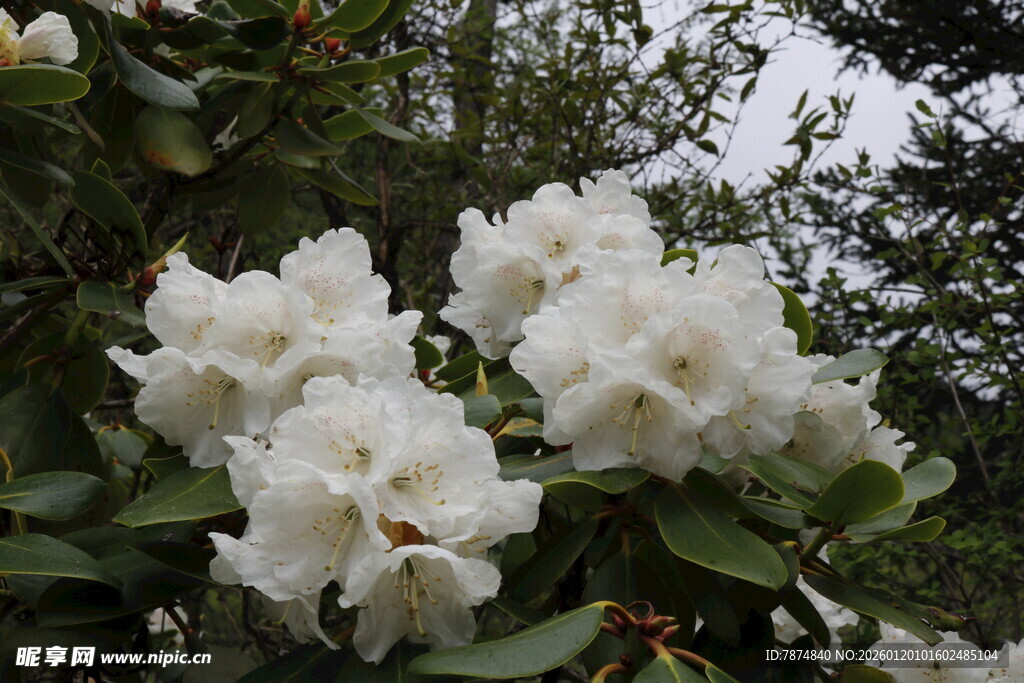 盛开的白色杜鹃花