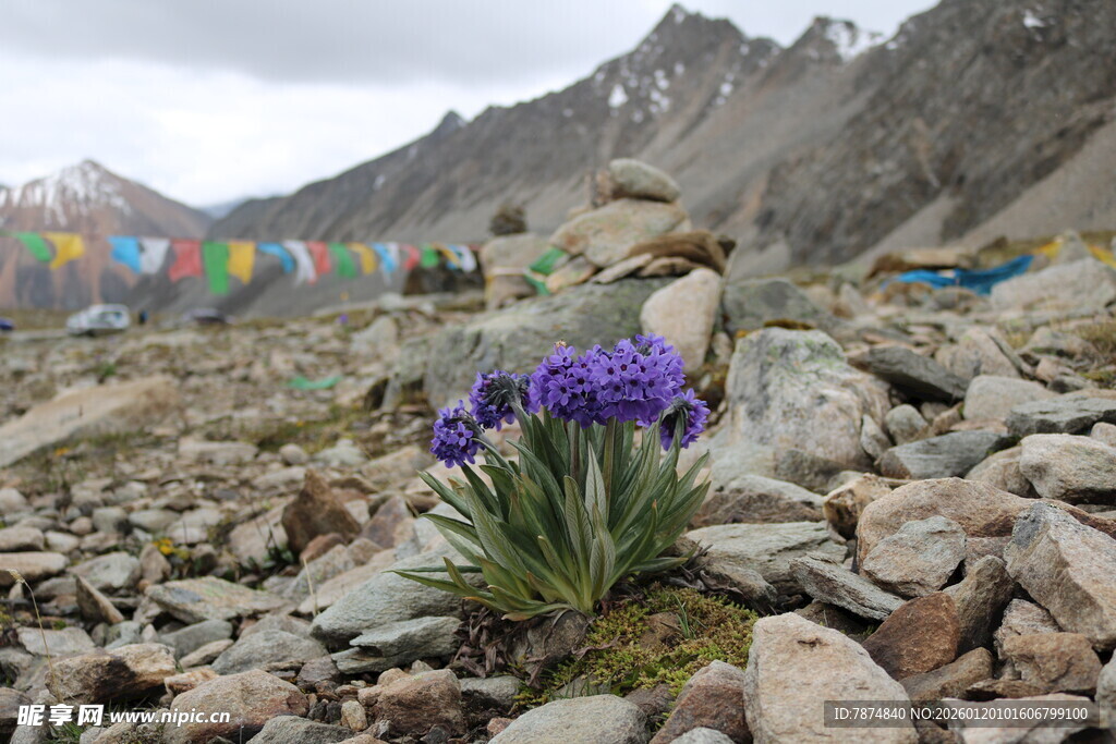 高原石间绽放的紫色花朵