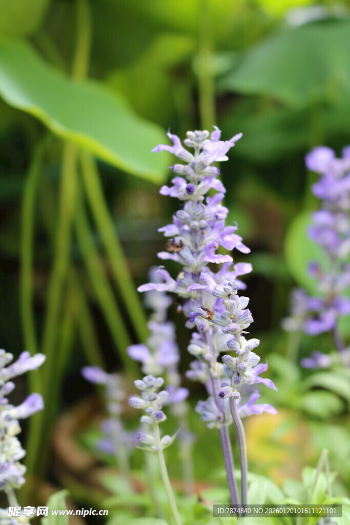 紫色鼠尾草绽放于绿植间