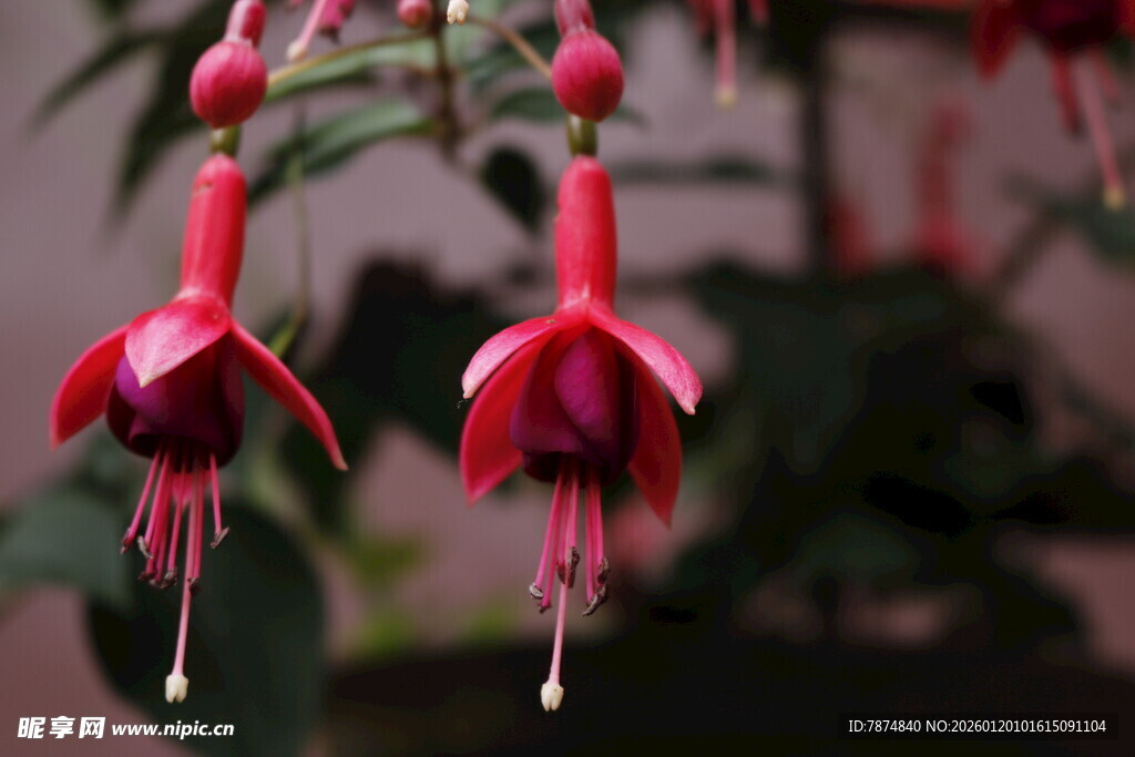 娇艳倒挂金钟花