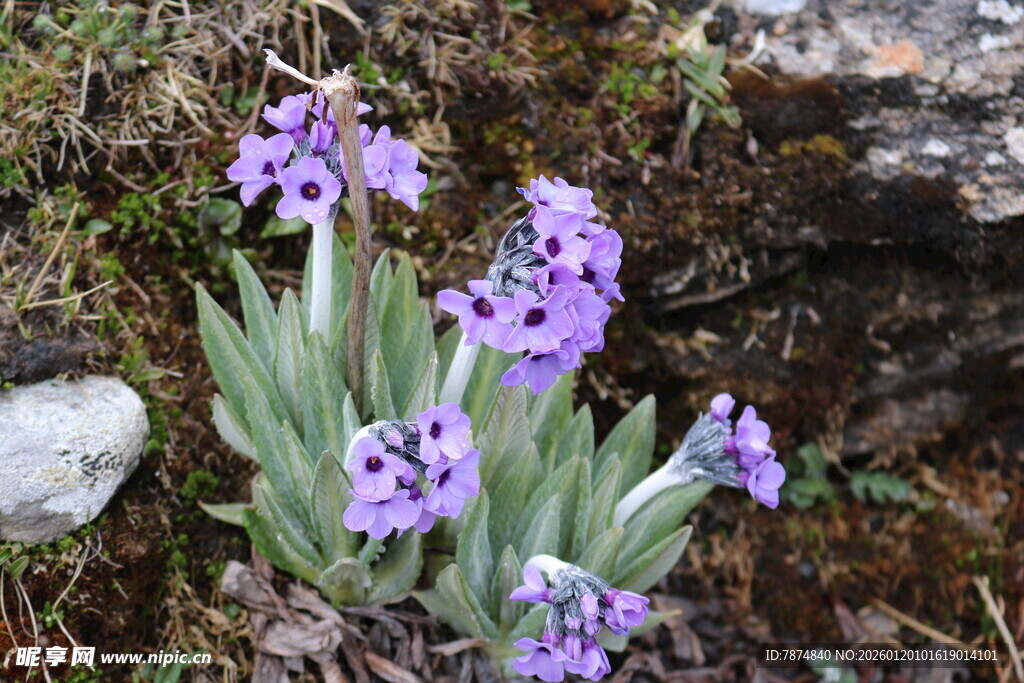 紫色小花绽放于草丛间