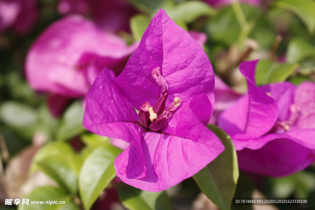 娇艳三角梅绽放