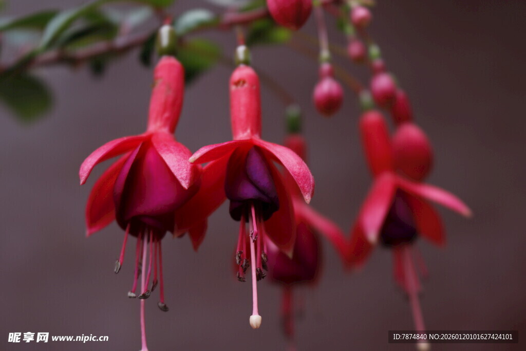 垂吊的艳丽红色倒挂金钟