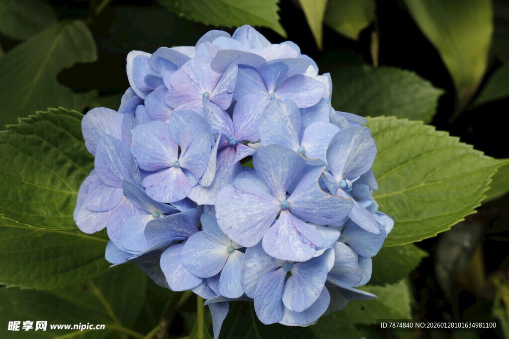 蓝色绣球花特写