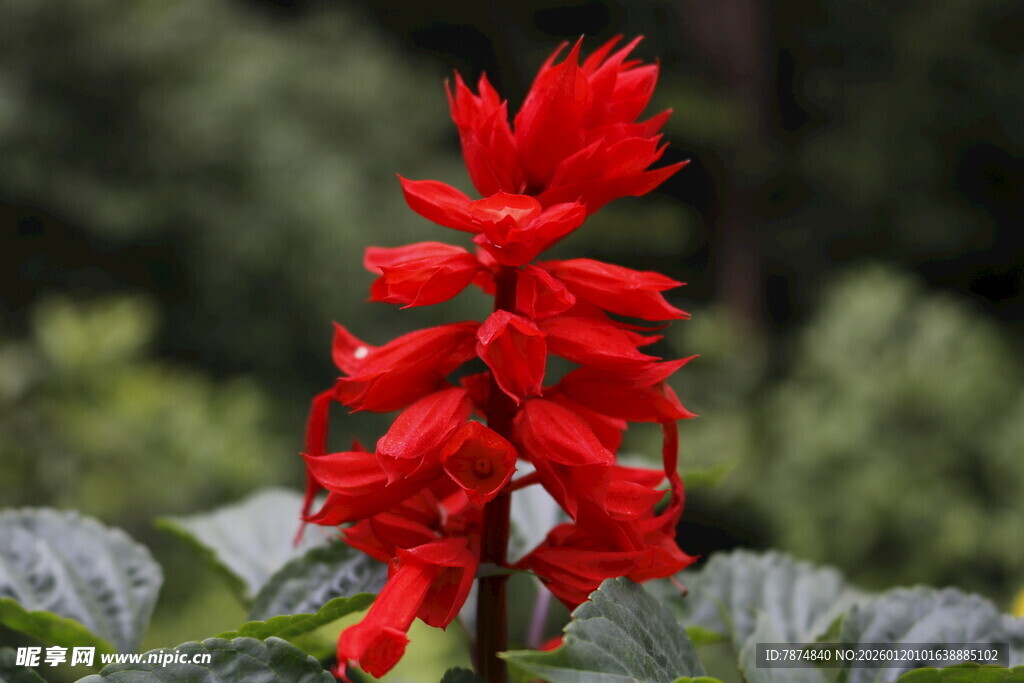 艳丽红穗花绽放