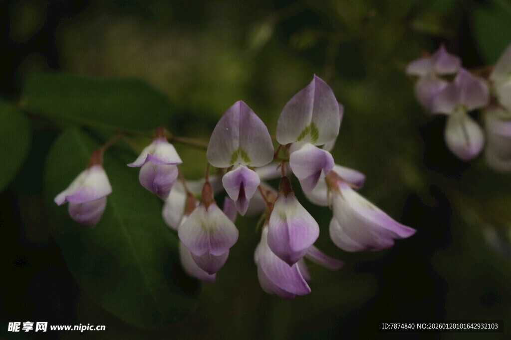 淡紫色豆科花卉特写