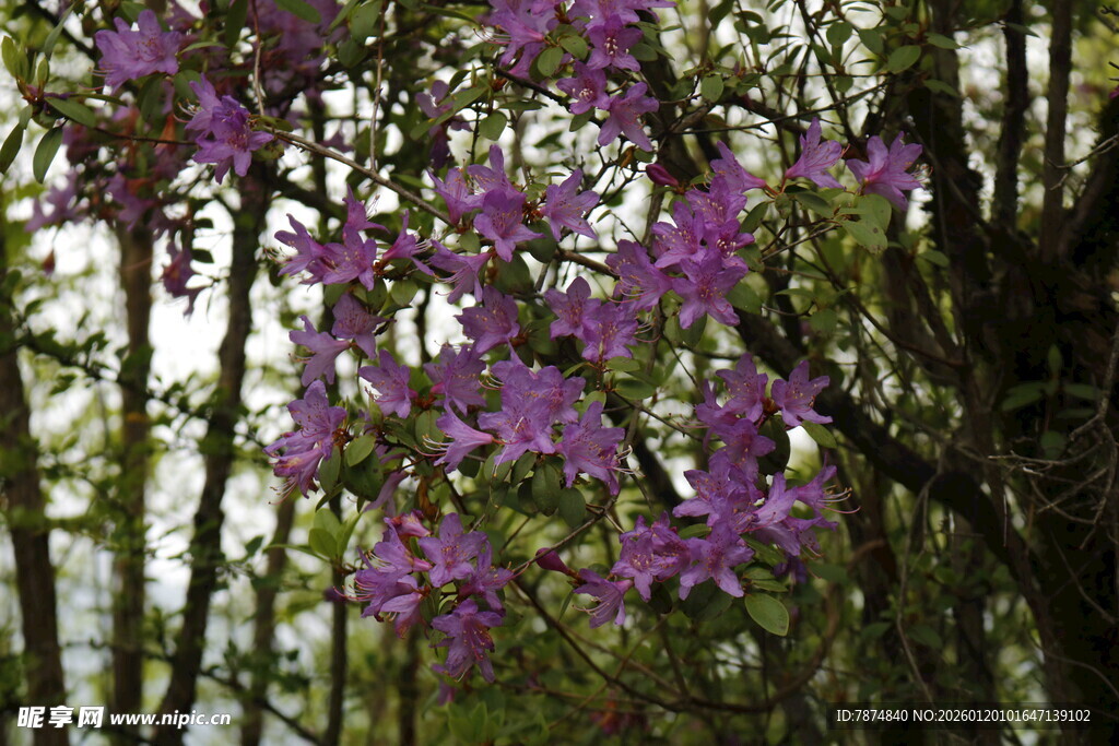 枝头绽放的紫色烂漫花朵