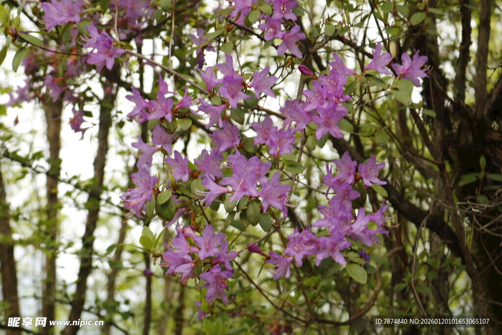 枝头绽放的绚烂紫花