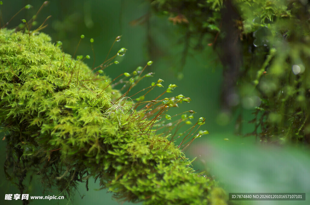 翠绿苔藓覆盖的生机景象