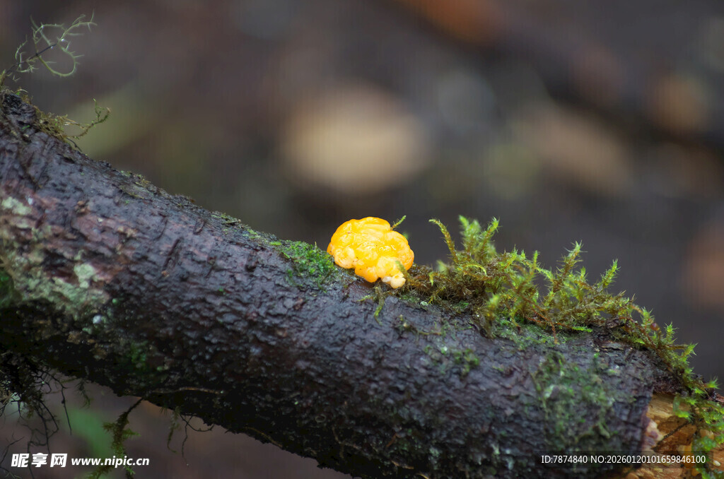 树枝上的黄色小蘑菇