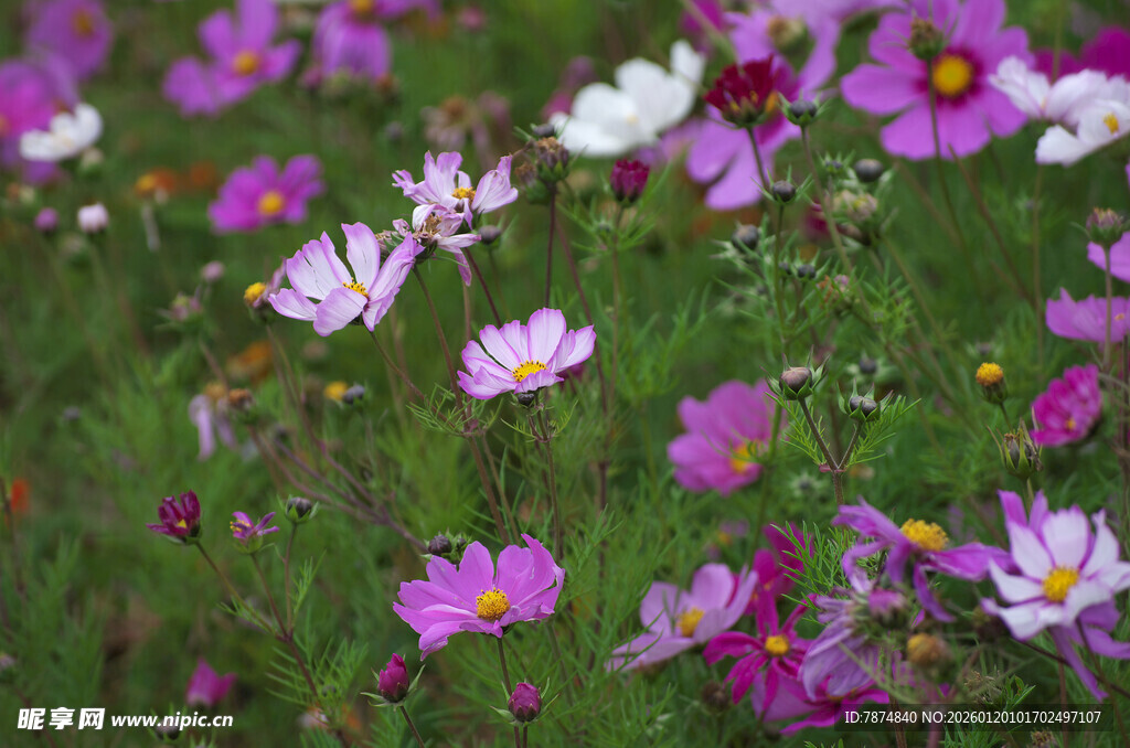 烂漫波斯菊绽放于绿野