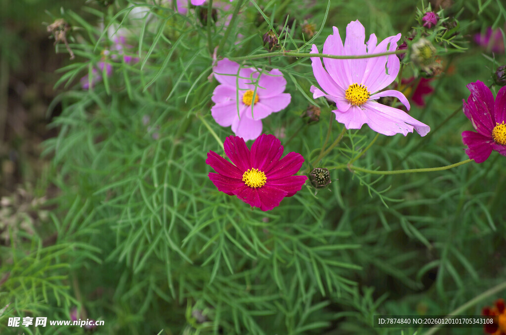 美丽波斯菊绽放于绿野