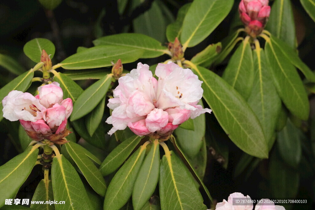 粉色娇艳杜鹃花绽放