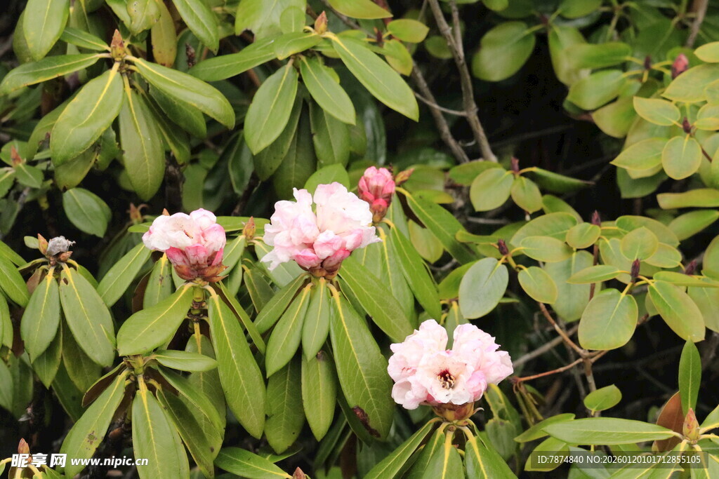 绿叶间绽放的粉嫩杜鹃花