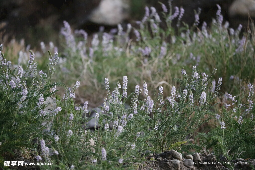 紫色野花绽放的自然美景