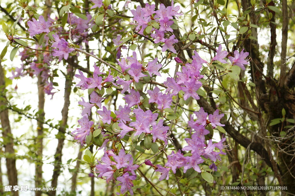 枝头绽放的紫色烂漫花朵