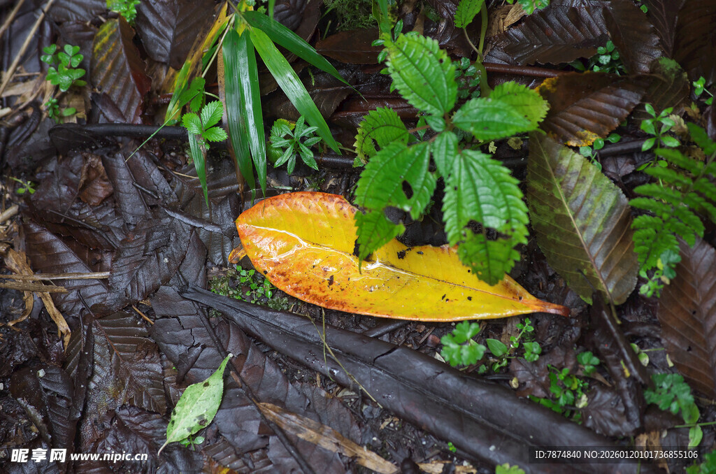 落叶卧于湿润林间地面