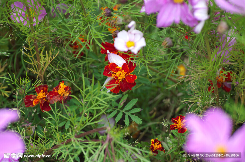 多彩花卉绽放于绿意间