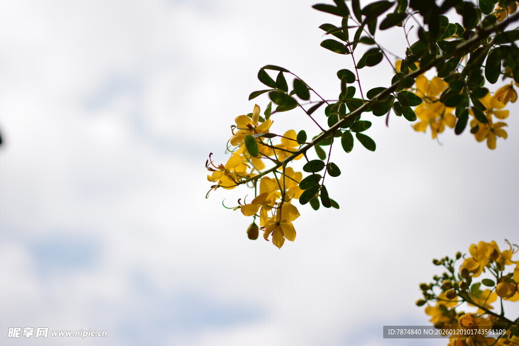 枝头绽放的灿烂黄色花朵