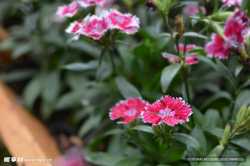 娇艳福禄考绽放生机