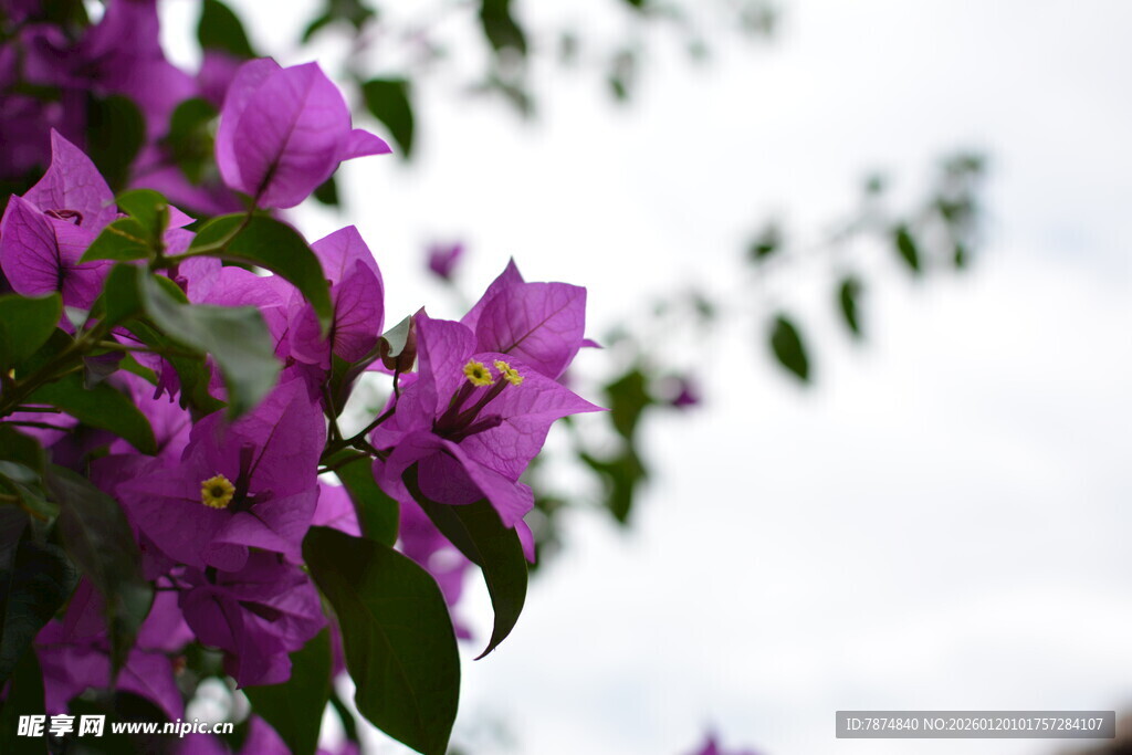 绽放的紫色三角梅