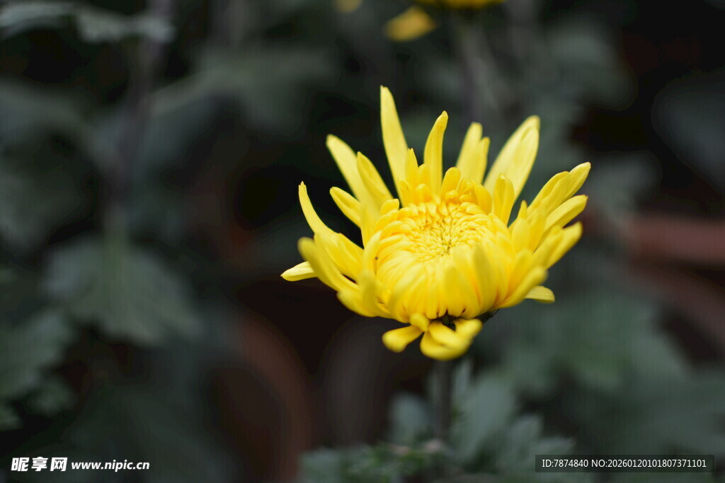 黄色菊花特写