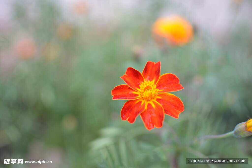鲜艳单朵红花绽于绿野