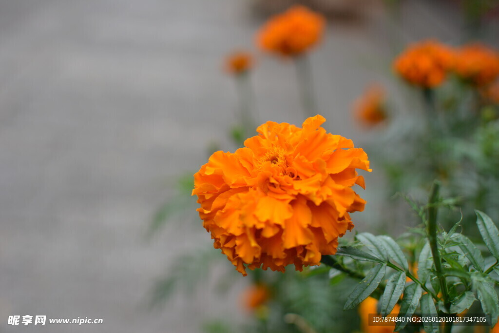 橙色万寿菊特写