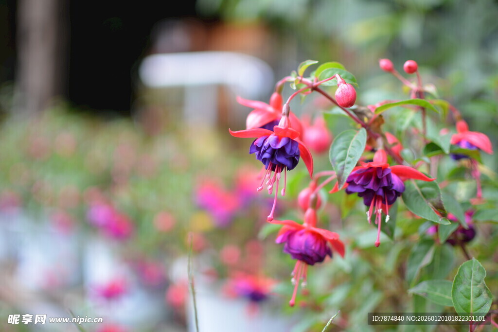 娇艳倒挂金钟绽放美景