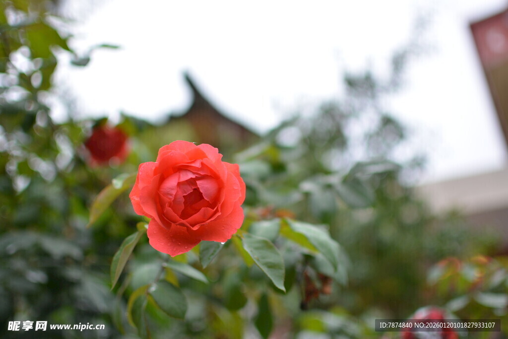 娇艳红玫瑰绽放于绿叶间