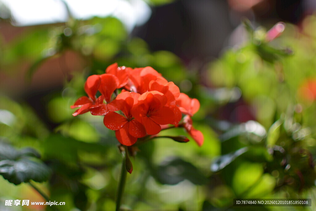 娇艳红花朵绽放绿意间
