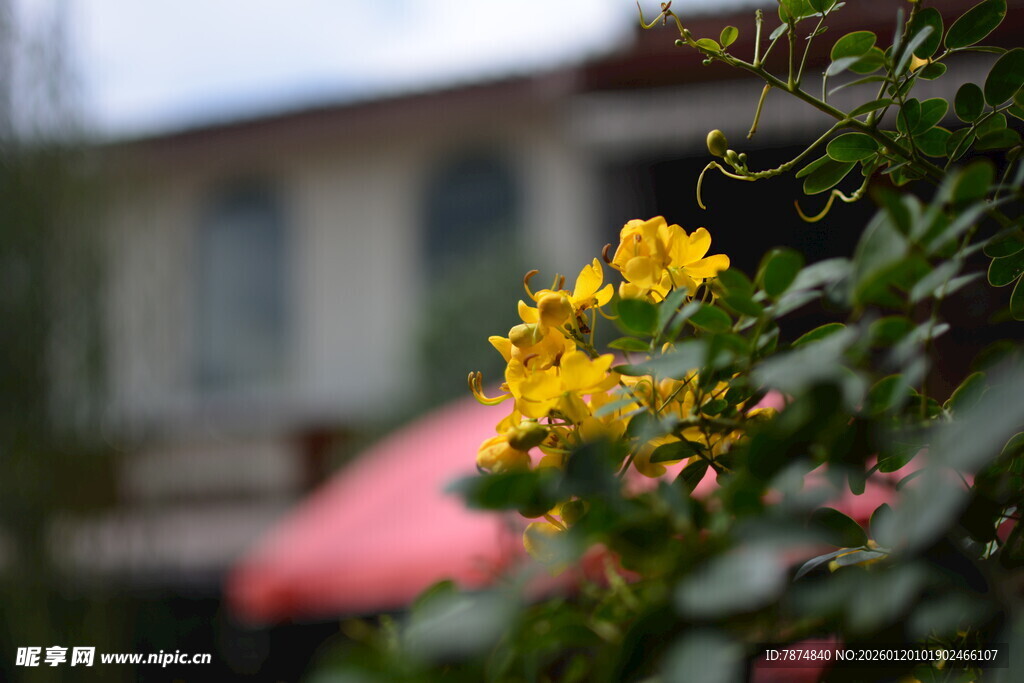 窗前绽放的明艳黄色小花