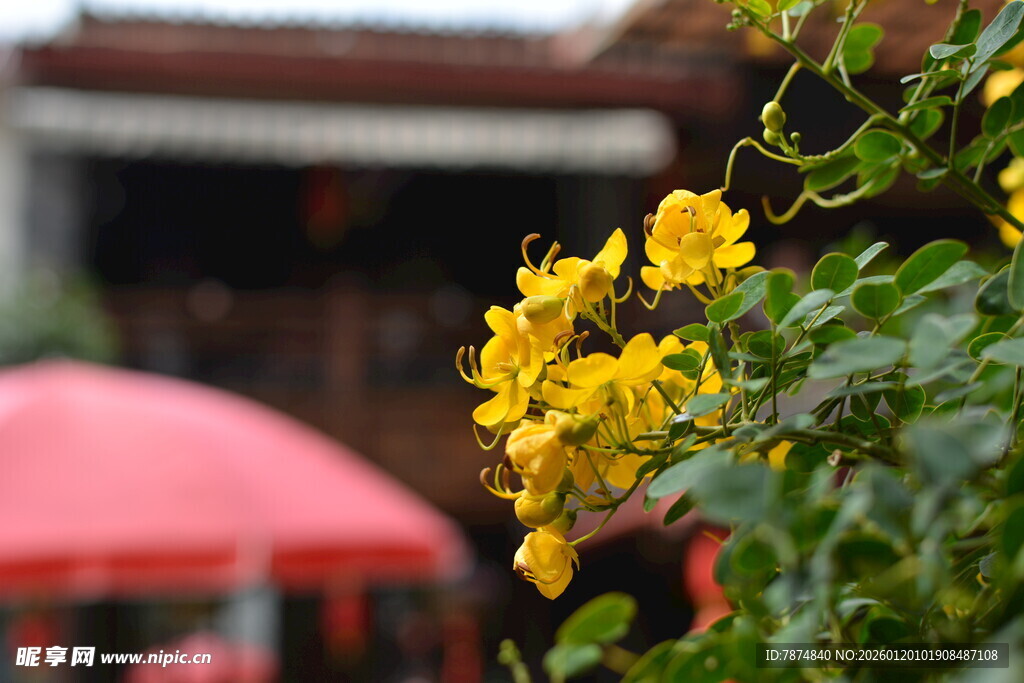 庭院中绽放的黄色花朵