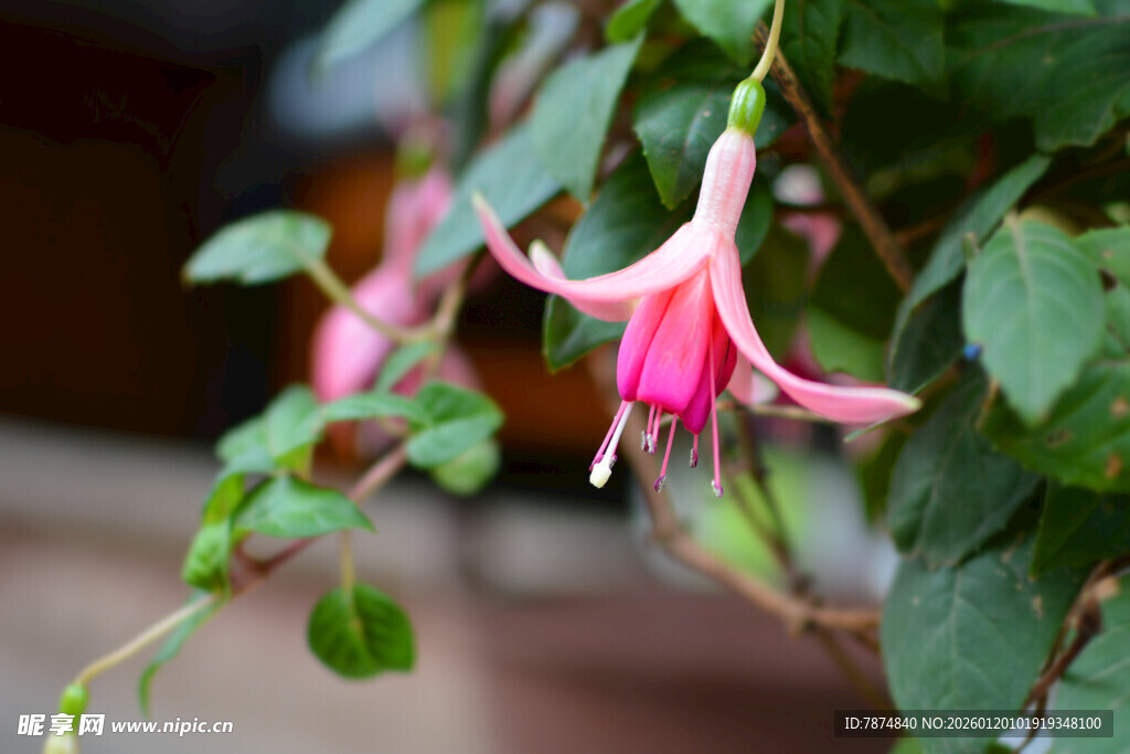 娇艳倒挂金钟花