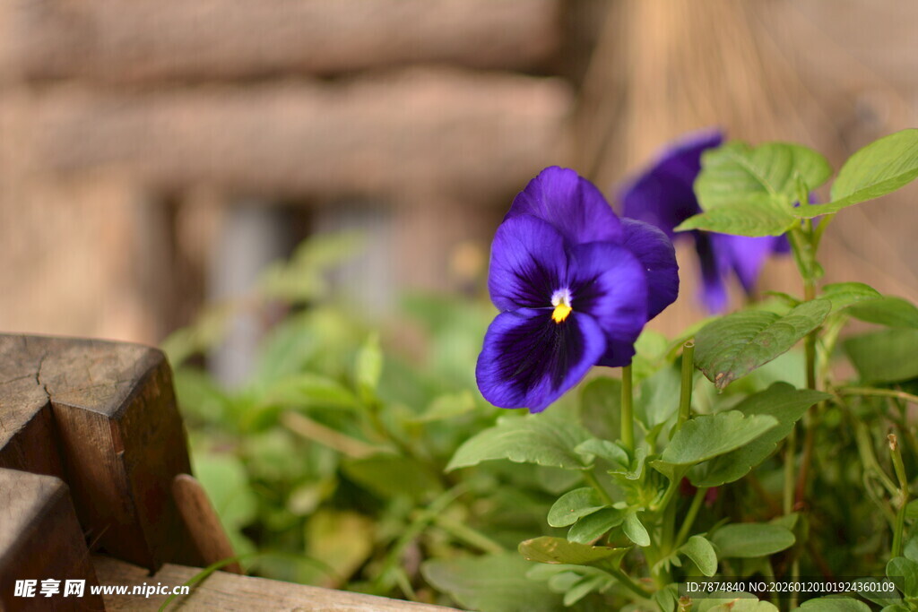 紫色三色堇绽放于绿植间