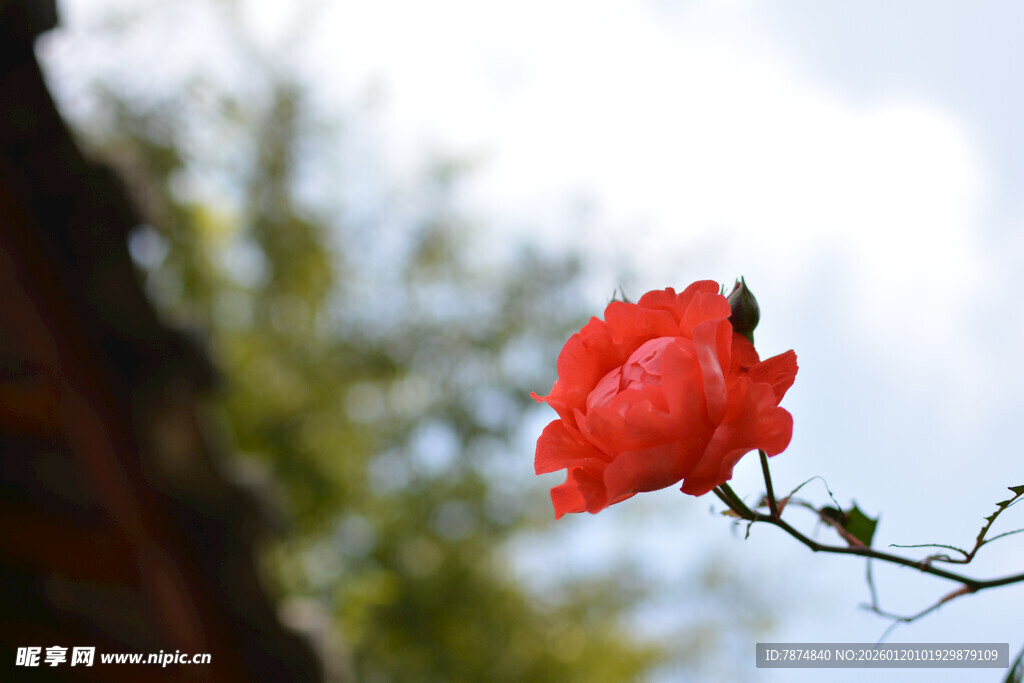 一枝独秀的娇艳红玫瑰