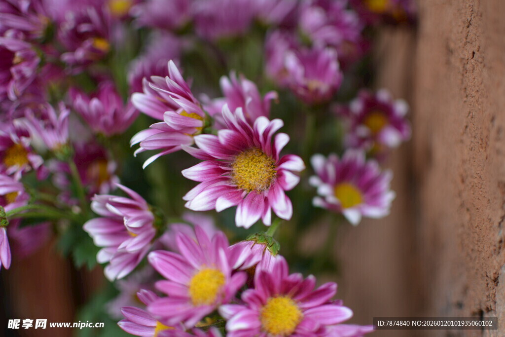 墙边绽放的多彩小菊花