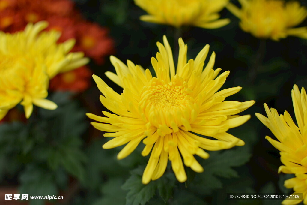 绽放的黄色菊花