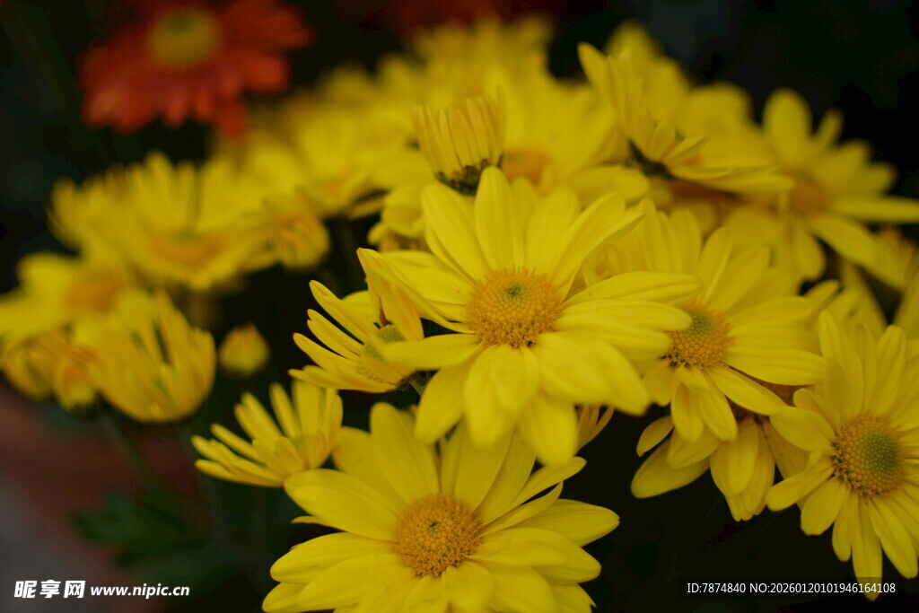 黄色小菊花绽放