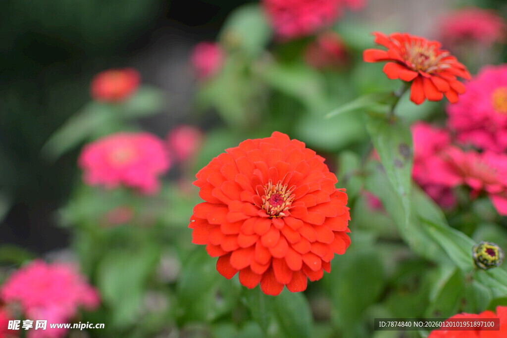 鲜艳绽放的红色百日菊
