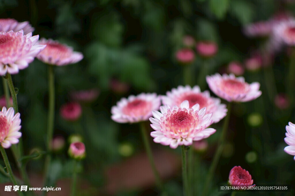 粉色雏菊绽放美丽