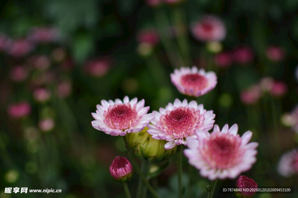 娇艳粉色花朵绽放
