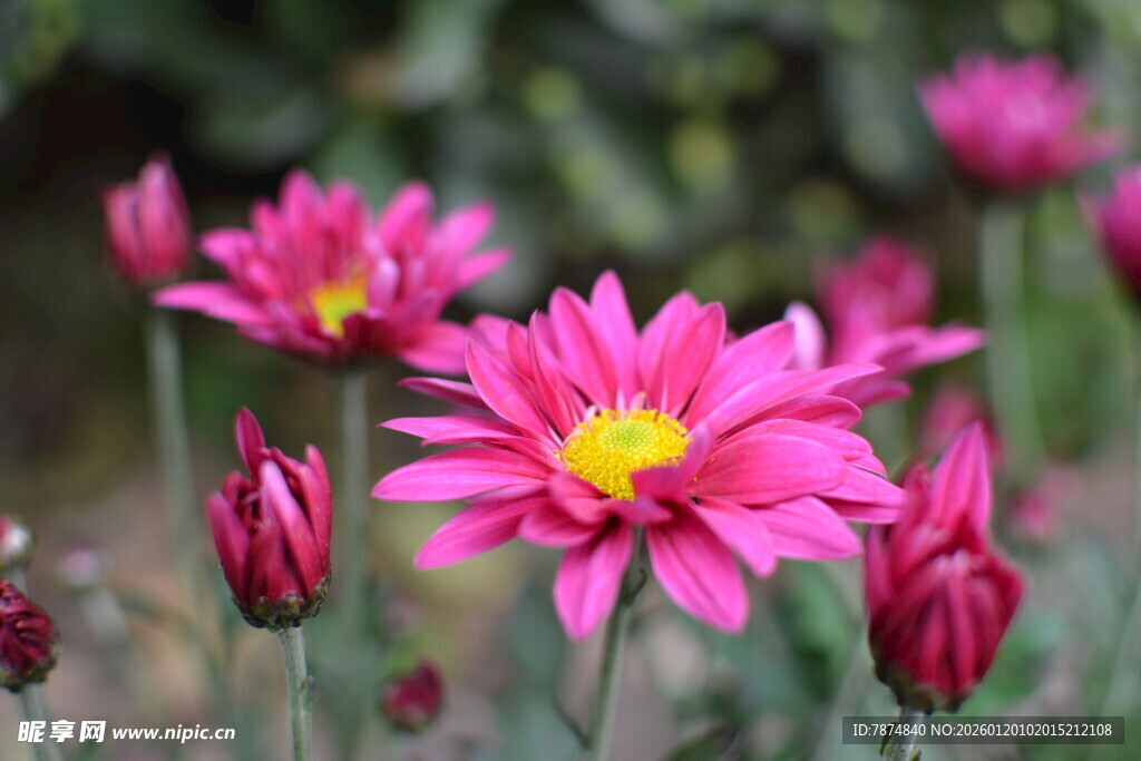 娇艳粉色菊花绽放