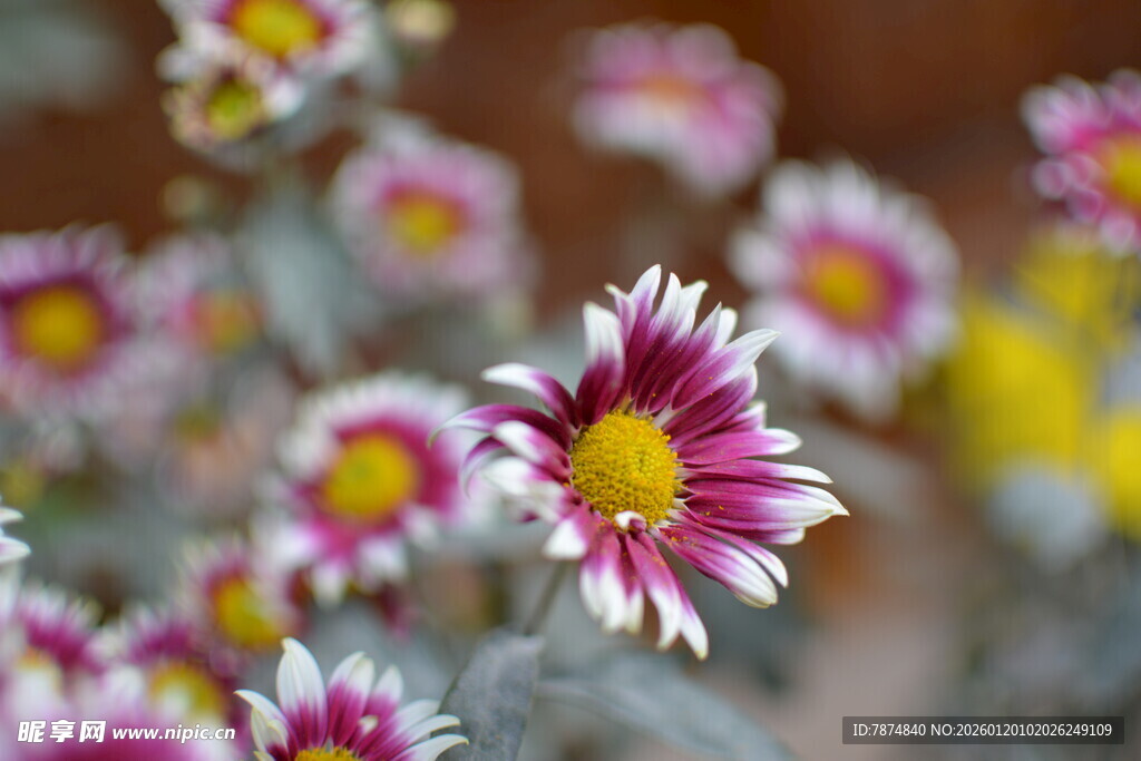 多彩雏菊绽放