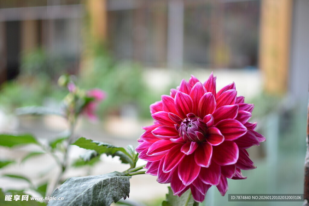 娇艳大丽花绽放