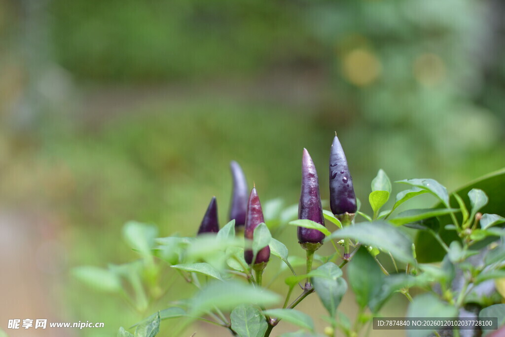 紫色尖椒植株特写