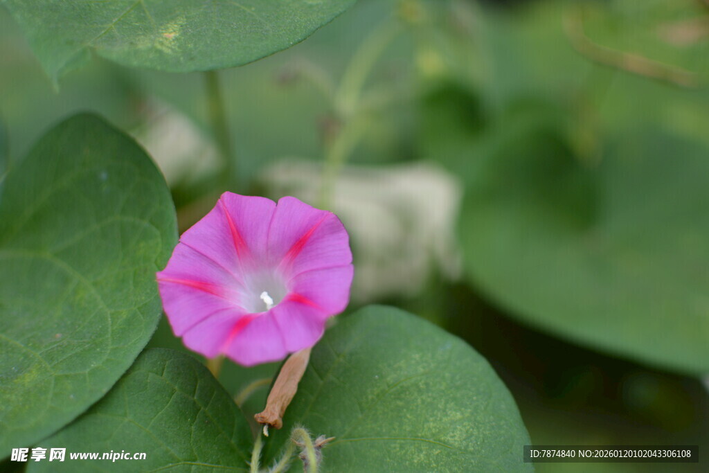 娇艳粉色牵牛花
